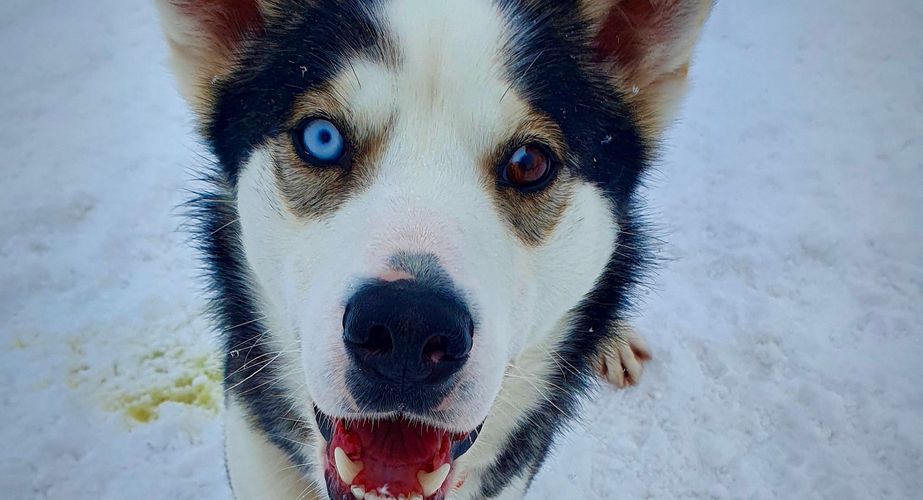 Zweden Winter Nieuw 21 Zweden Winter Nieuw 21